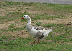 Domestic Greylag Goose