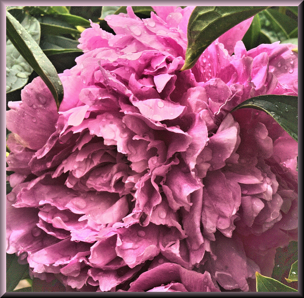 Paeonia