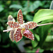 Phalaenopsis sumatrana South Thailand