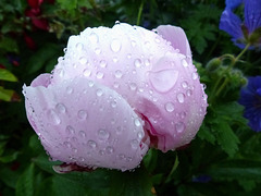 Peony In The Rain - 29 May 2017