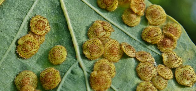 Oak Galls