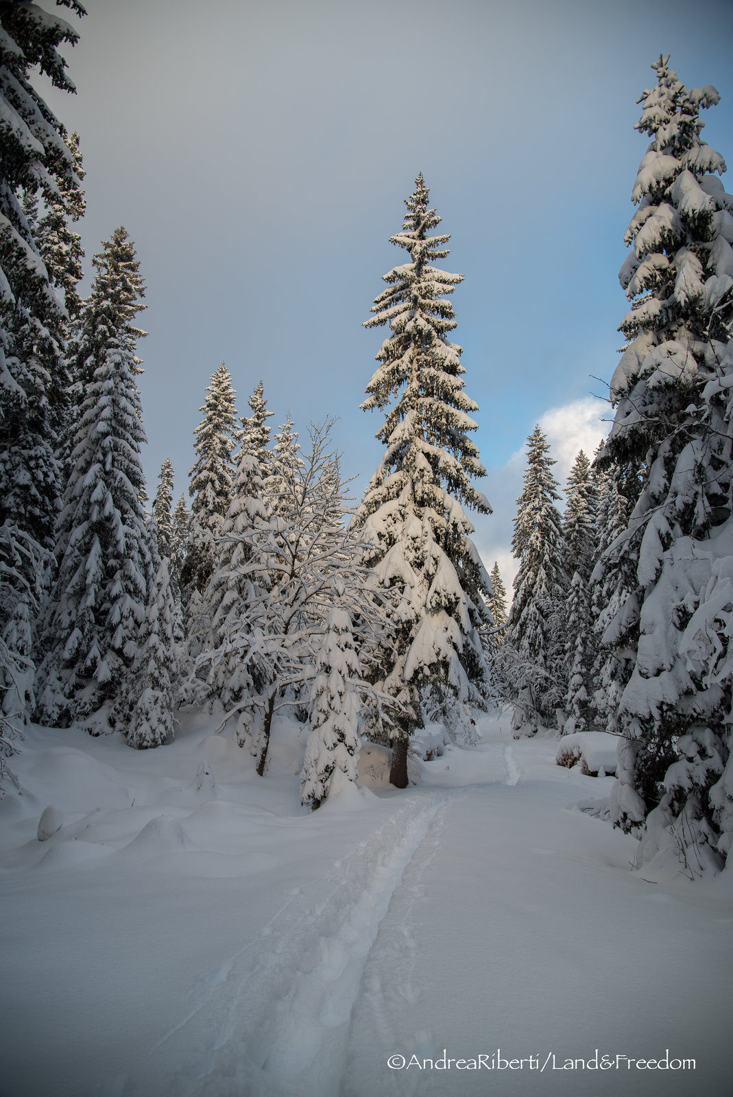 Forêt de la Grande Rolat