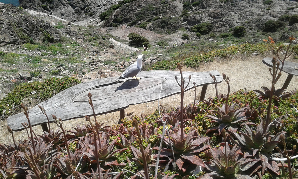 Cadaques - Cap de Creus