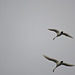 Trumpeter Swans