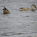 Northern Shoveler