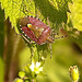 Sloe Shield Bug. Dolycorus baccarum
