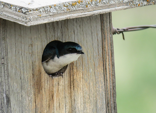 When the Tree Swallows get the box