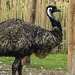20190901 5669CPw [D~VR] Emu, Vogelpark Marlow