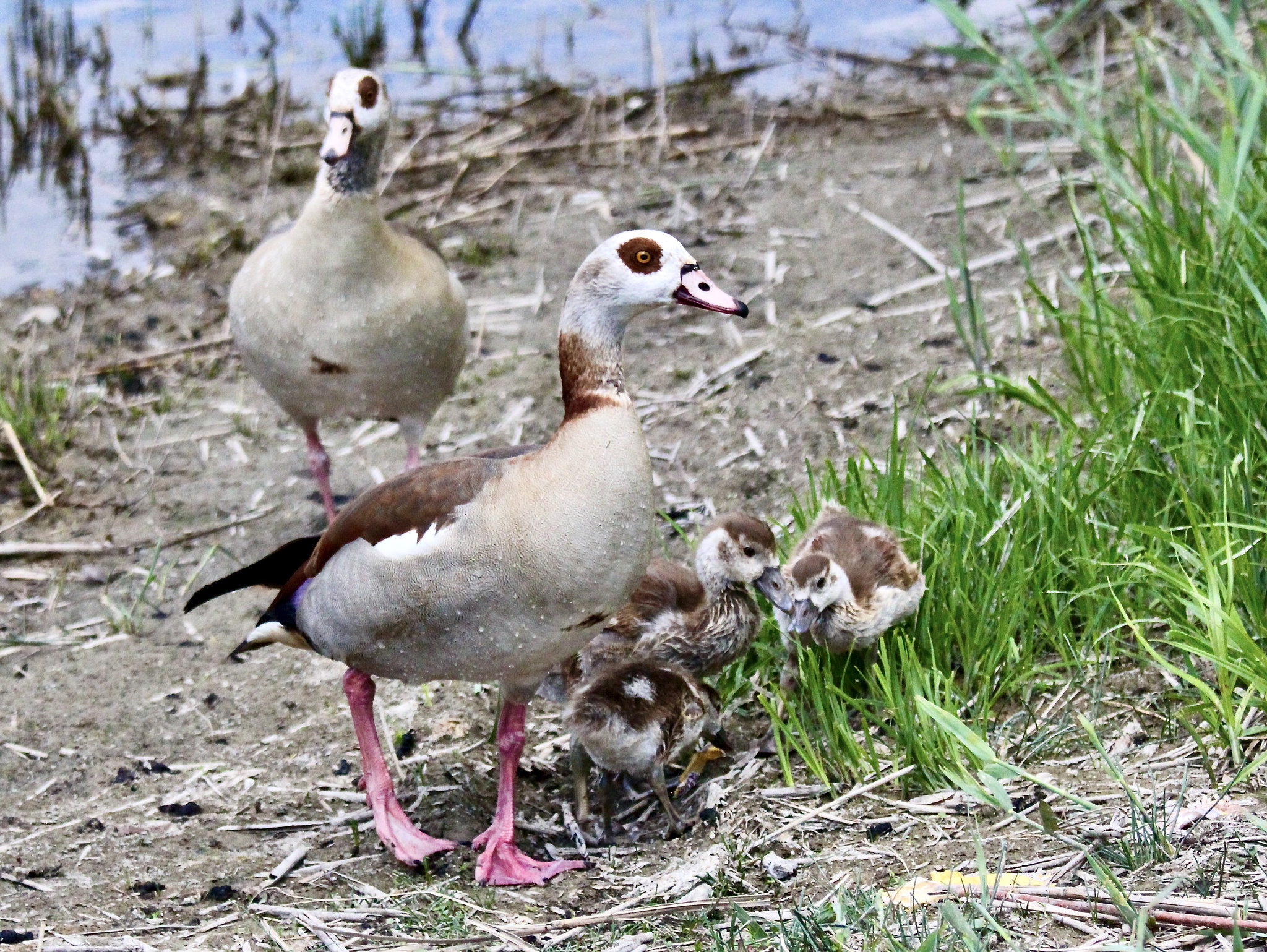Die Nilgänse flüchten vor dem Schwan