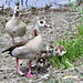Die Nilgänse flüchten vor dem Schwan