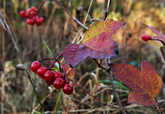 Berries