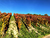 Herbstliche Weinberge