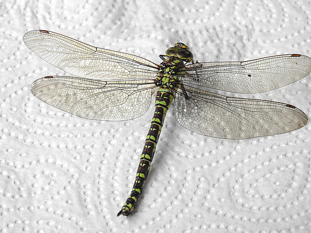 20220815 1588CPw [D~LIP] Blaugrüne Mosaikjungfer (Aeshna cyanea) [w], Bad Salzuflen