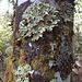 Lichens on tree trunk