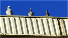 Pigeons