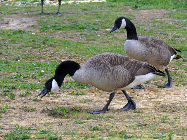 Canada Goose