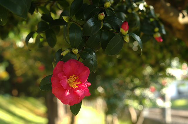 Camellia