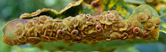 Oak Galls