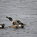 Northern Shoveler