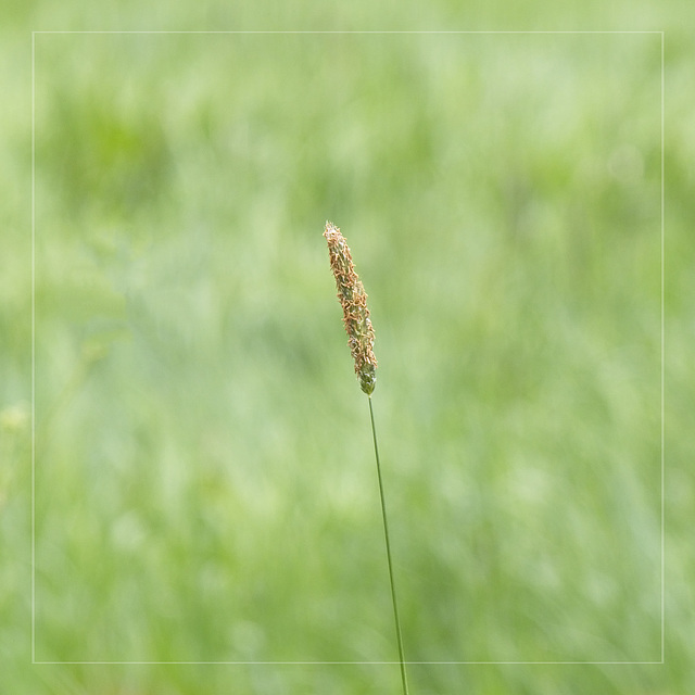 Grass Seed Head