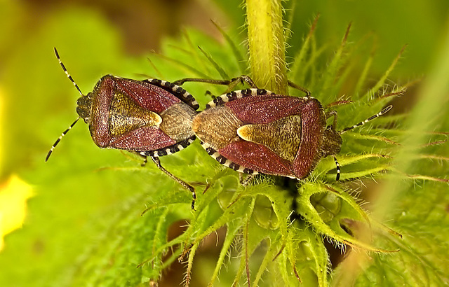 Sloe Shield Bugs