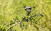 20190408 4574CPw [D~HVL] Weidenmeise (Poecile montanus), Eingriffliger Weißdorn (Crataegus monogyna), Gülpersee Südufer, Rhinow