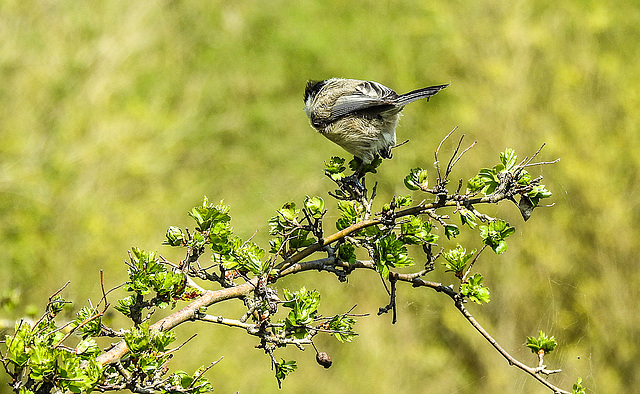 20190408 4574CPw [D~HVL] Weidenmeise (Poecile montanus), Eingriffiger Weißdorn (Crataegus monogyna), Gülpersee Südufer, Rhinow