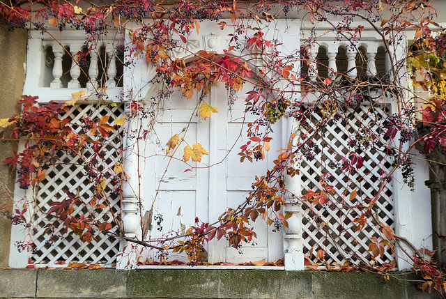 Herbstfarben  vom Wilden Wein - und vom echtem Wein (siehe PiP)