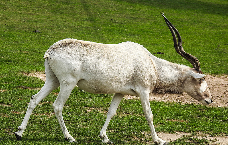 20190901 5670CPw [D~VR] Mendesantilope, Vogelpark Marlow