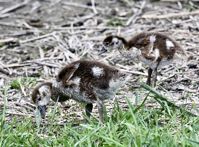 Zwei von drei Nilgansküken