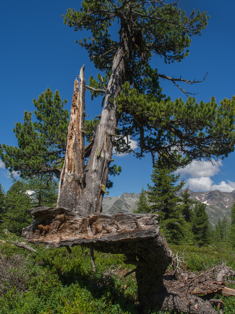 "Tiroler Holzbock"