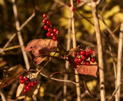 Berries