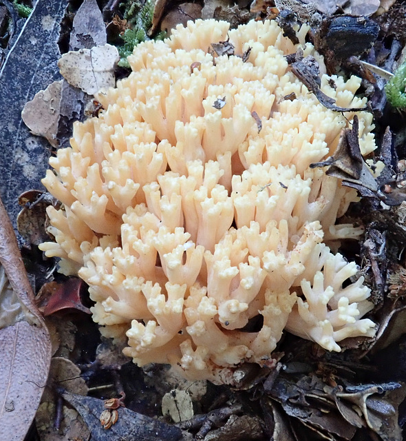 Fungus in the Franklin River valley woodlands