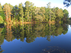 Pond reflections - autumn