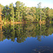 Pond reflections - autumn