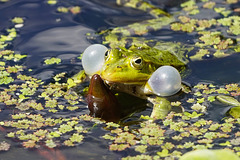 Froschkonzert - Frog concert