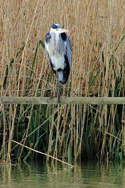 EOS 90D Peter Harriman 11 57 35 27054 greyHeron dpp