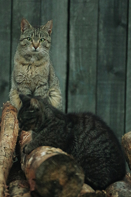 Nachts sind alle Katzen unterbelichtet.......