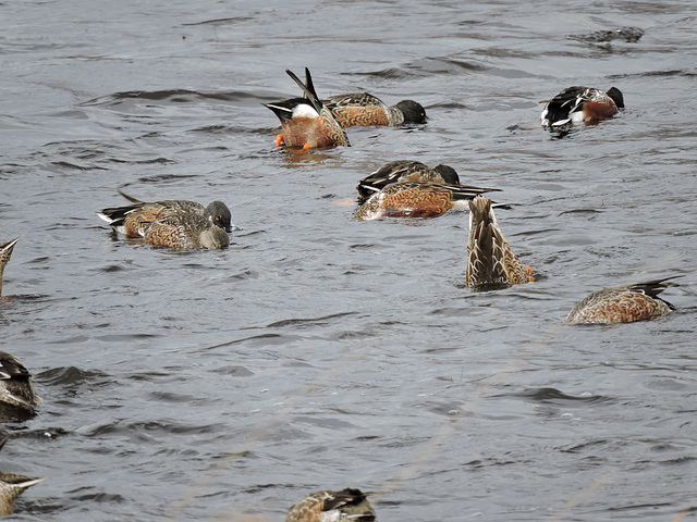 Northern Shoveler