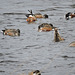 Northern Shoveler