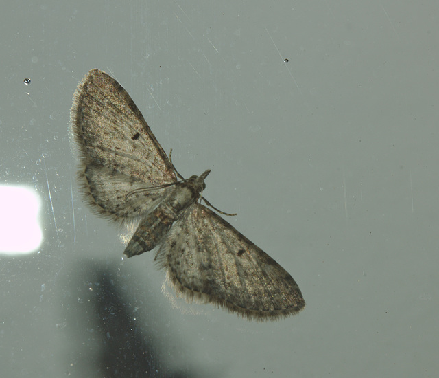 Moth IMG_6643