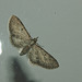 Moth IMG_6643