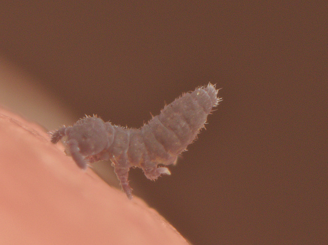 EF7A1878springtail