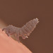 EF7A1878springtail