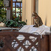 20160330 0901RVAw [I] Katze, Lipari,  Liparische Inseln, Sizilien