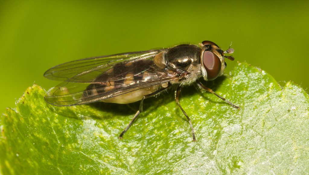 HoverflyIMG 4633