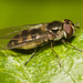 HoverflyIMG 4633