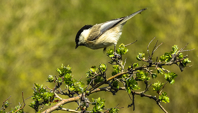 20190408 4575CPw [D~HVL] Weidenmeise (Poecile montanus), Eingriffiger Weißdorn (Crataegus monogyna), Gülpersee Südufer, Rhinow