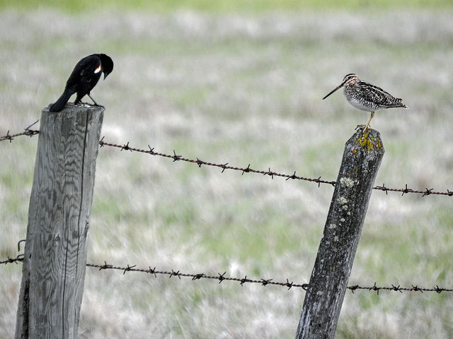 Red-winged Blackbird / Wilson's Snipe face-off