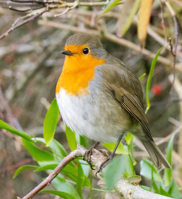 Robin (6)